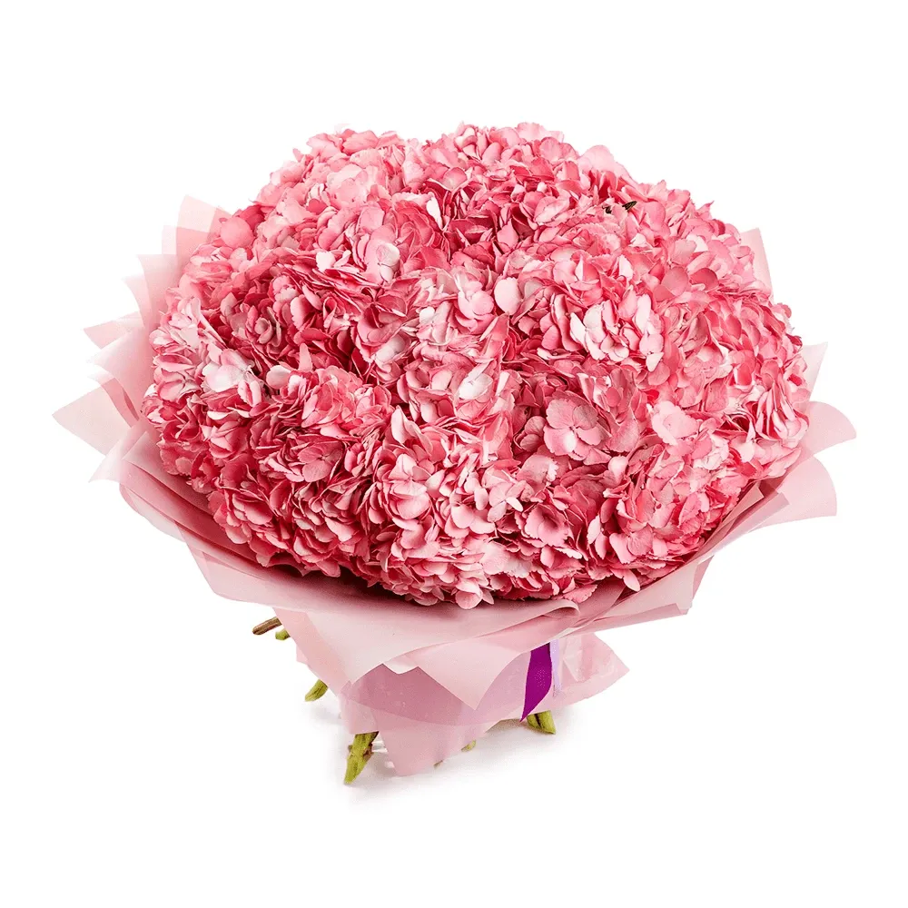 Гортензия розовая