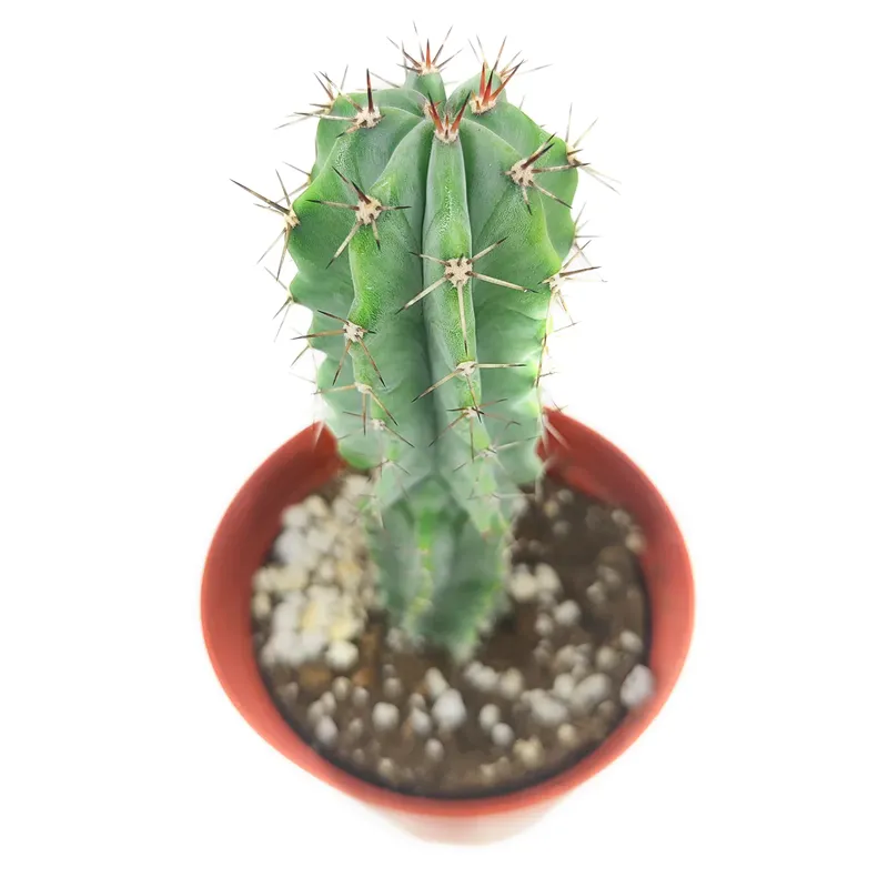 Кактус в горшке